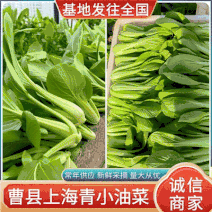 上海青小油菜《湖北武汉》现货供应量大有常年供应