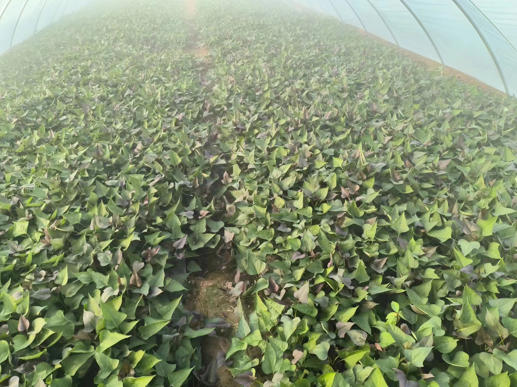 商薯19脱毒原原种苗特写图