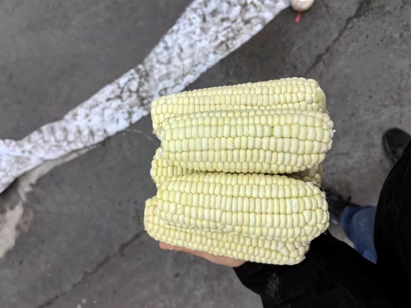 新疆低糖万糯2000玉米货量充足价格优惠欢迎老板咨询