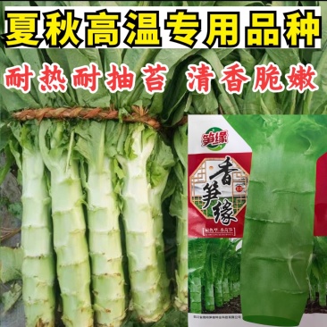 香莴笋种子，耐热耐抽苔，清香脆嫩，秋夏高温品种，基地种植