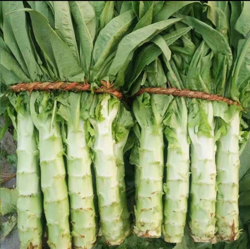 香莴笋种子，耐热耐抽苔，清香脆嫩，秋夏高温品种，基地种植