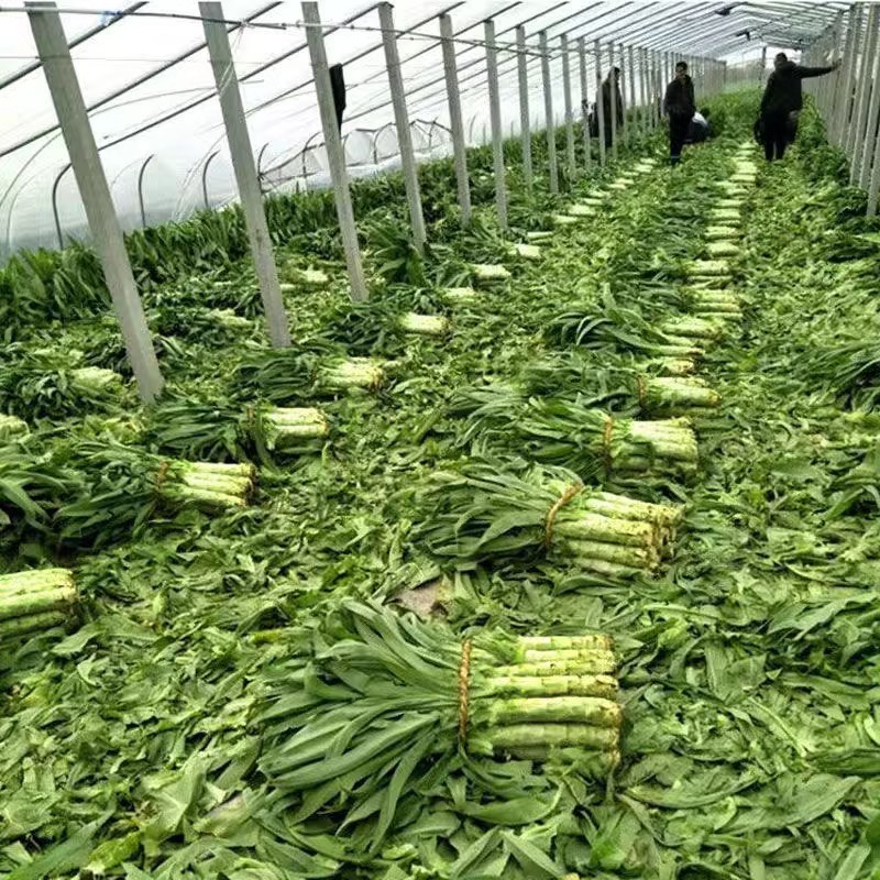 香莴笋种子，耐热耐抽苔，清香脆嫩，秋夏高温品种，基地种植