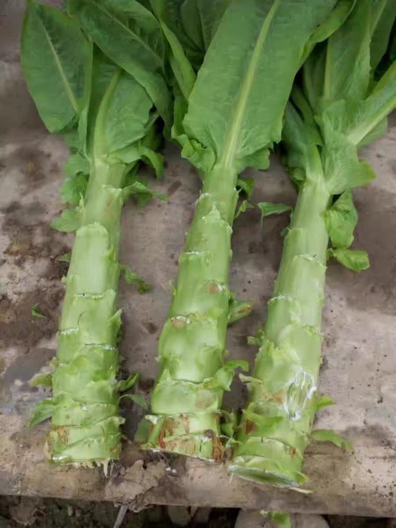 香莴笋种子，耐热耐抽苔，清香脆嫩，秋夏高温品种，基地种植