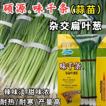 蒜苗种子,味千条扁叶葱,辣味淡,甜味浓,耐热耐寒,基地种