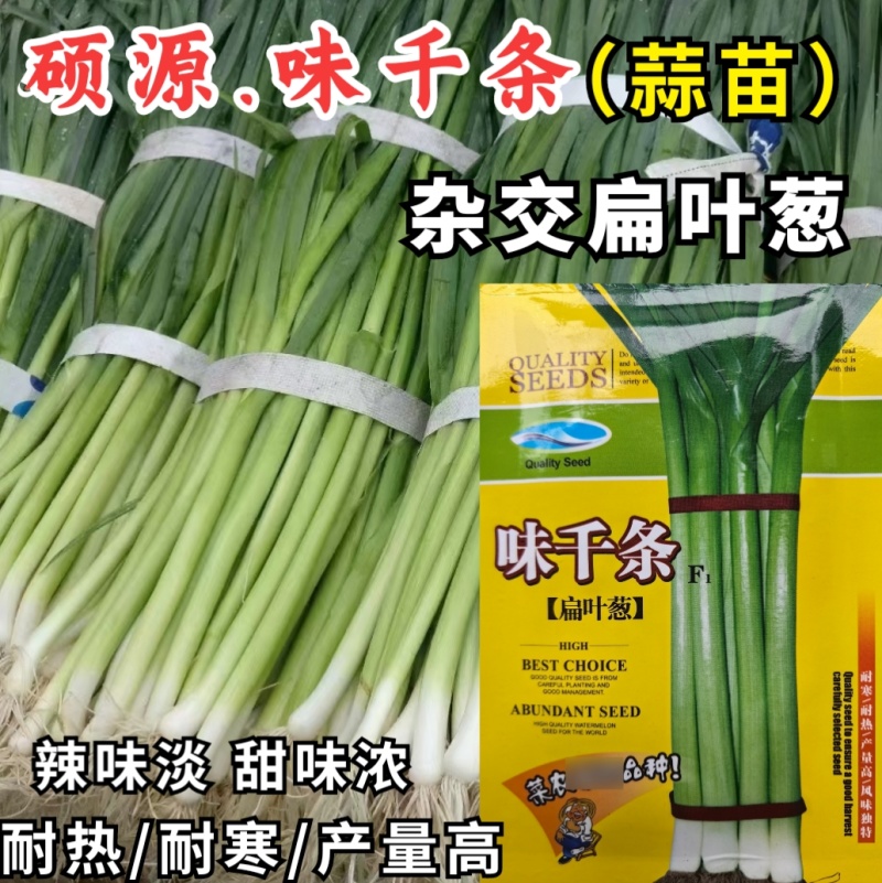 蒜苗种子，味千条扁叶葱，辣味淡，甜味浓，耐热耐寒，基地种