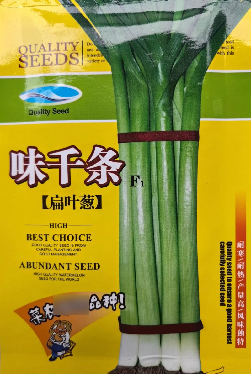 蒜苗种子，味千条扁叶葱，辣味淡，甜味浓，耐热耐寒，基地种