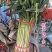 蒜苗种子,味千条扁叶葱,辣味淡,甜味浓,耐热耐寒,基地种