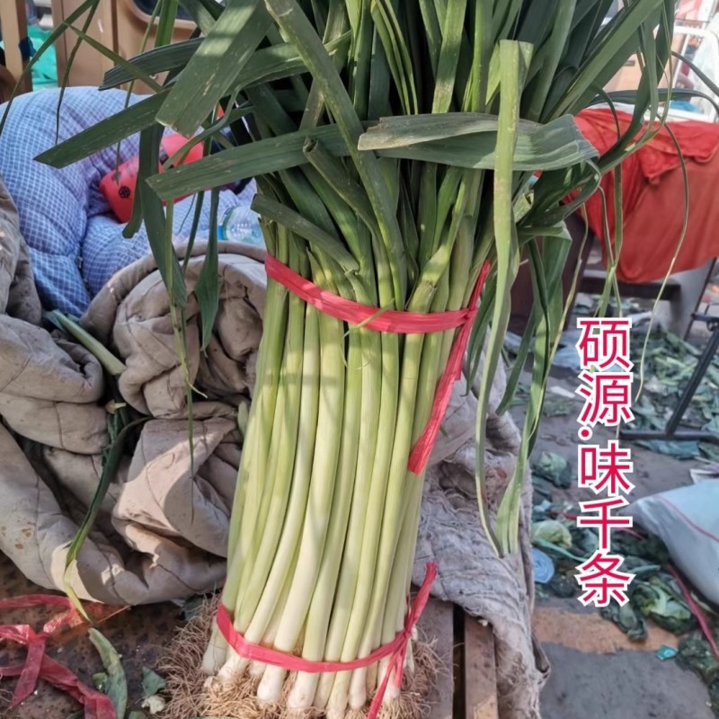 蒜苗种子，味千条扁叶葱，辣味淡，甜味浓，耐热耐寒，基地种