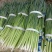 蒜苗种子,味千条扁叶葱,辣味淡,甜味浓,耐热耐寒,基地种