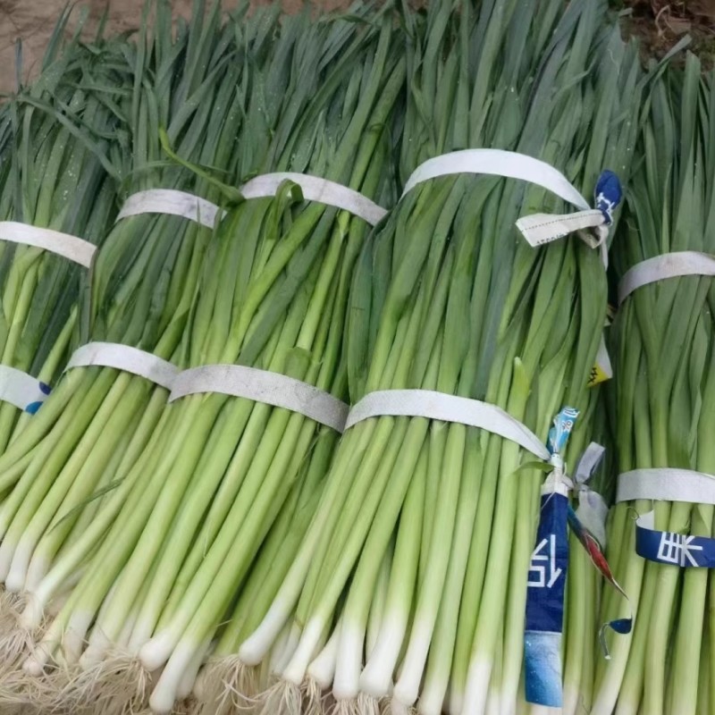 蒜苗种子，味千条扁叶葱，辣味淡，甜味浓，耐热耐寒，基地种