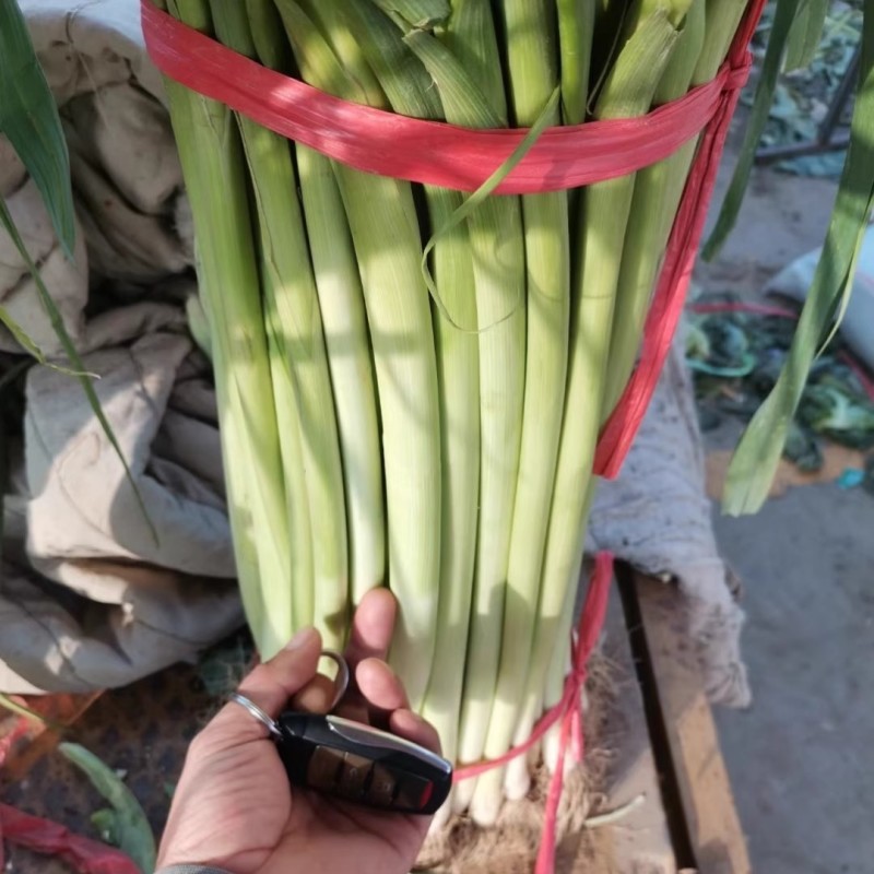 蒜苗种子，味千条扁叶葱，辣味淡，甜味浓，耐热耐寒，基地种