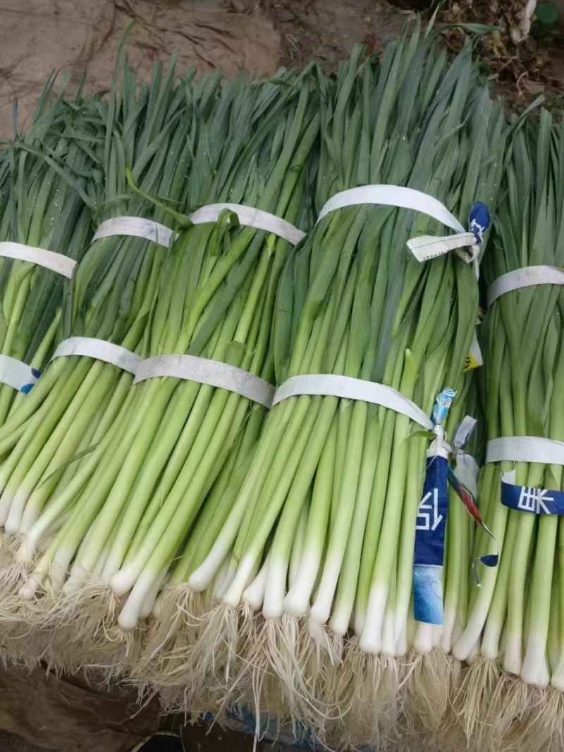 蒜苗种子，味千条扁叶葱，辣味淡，甜味浓，耐热耐寒，基地种