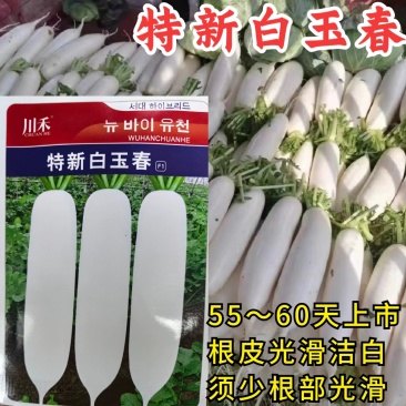 白玉春萝卜种子，早熟抗病，55-60天上市，根皮光滑洁白