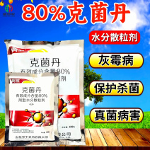 80%克菌丹灰霉病草莓果树真菌病害保护杀菌剂