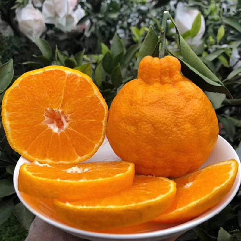 【一件代发】5斤丑橘原装果袋内托加彩箱包装不知火丑柑