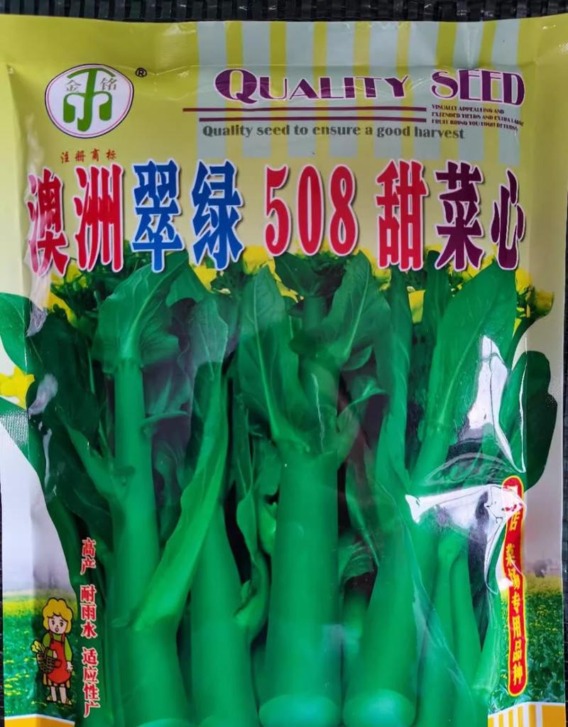 澳洲翠绿508甜菜心种子，耐热抗病，耐雨水耐湿，味清甜