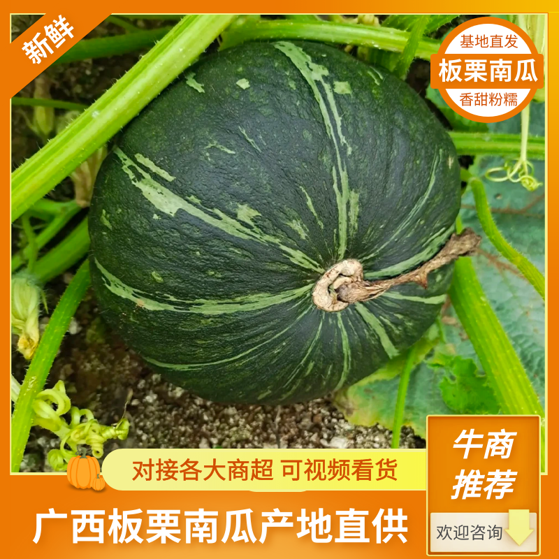 【板栗南瓜】两广南瓜贝贝，板栗，黑金优质品种粉糯可供电商
