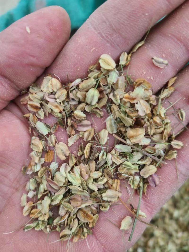 新产当归种子中药材种子甘肃纯新当归籽可食用各种药材种当归
