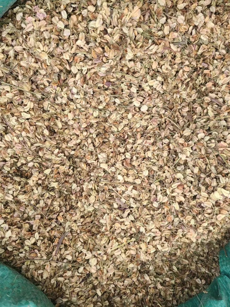 新产当归种子中药材种子甘肃纯新当归籽可食用各种药材种当归