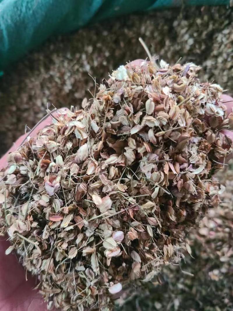 新产当归种子中药材种子甘肃纯新当归籽可食用各种药材种当归
