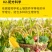 有机肥微生物菌剂粉状有机质≥70%有效活菌2亿