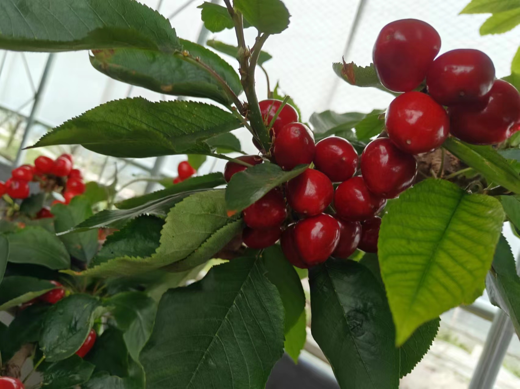 一颗成熟的美早大樱桃在阳光下闪耀,果皮呈深红色,表面光滑有光泽 美早大樱桃果实在阳光下的特写