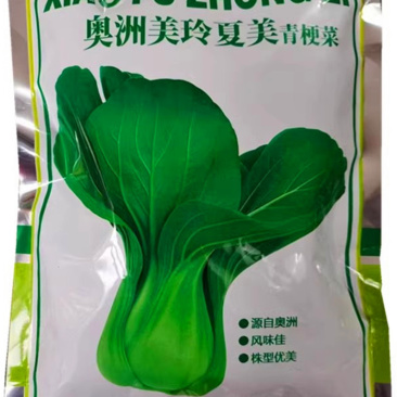 奥洲美玲夏美青梗菜种子，耐热耐寒，早熟抗病，四季可播