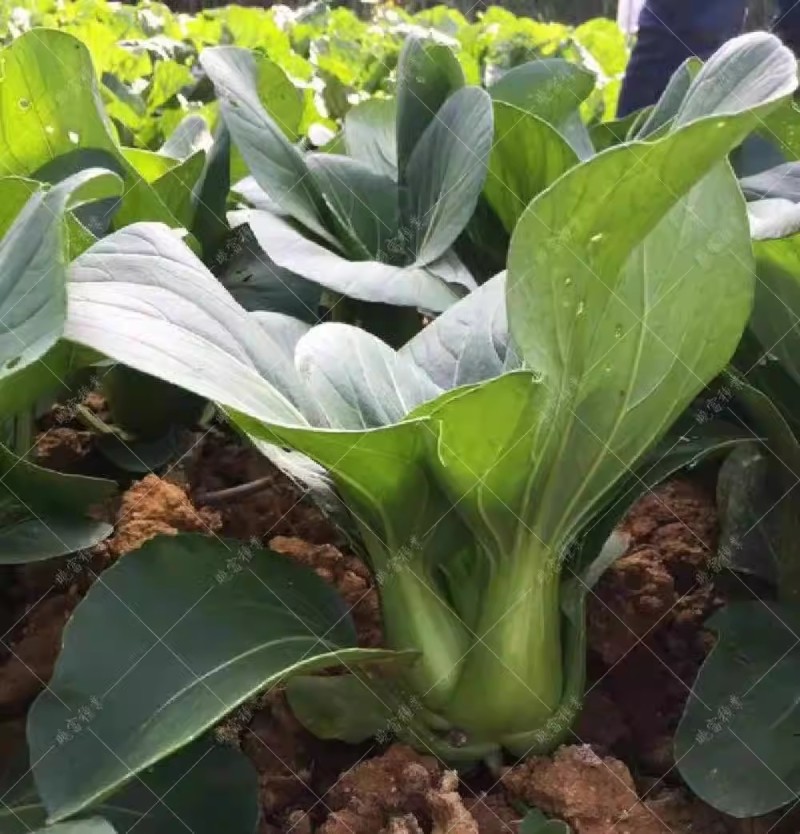 奥洲美玲夏美青梗菜种子，耐热耐寒，早熟抗病，四季可播