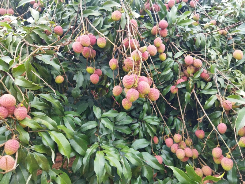 【一件代发】桂花香荔枝精品海南荔枝对接电商全国包邮欢迎下单