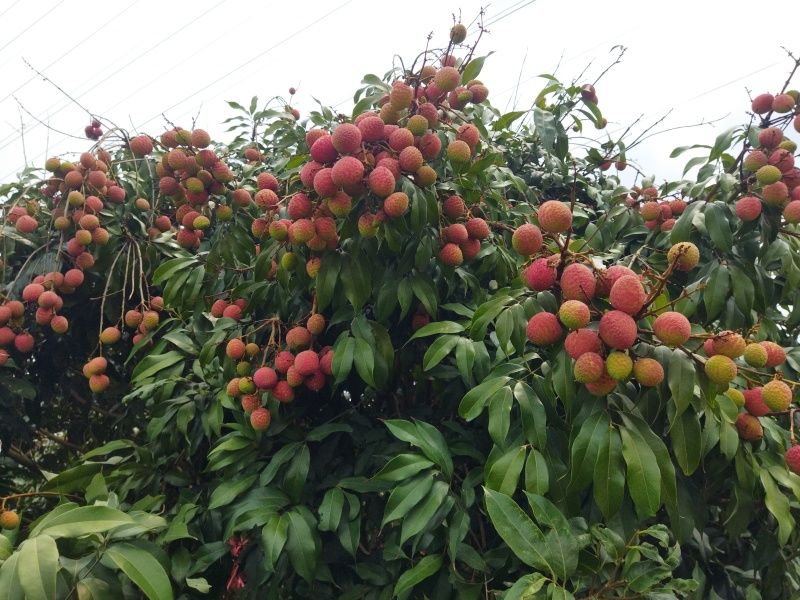 桂花香荔枝一件代发精品海南荔枝对接全国电商商超包邮