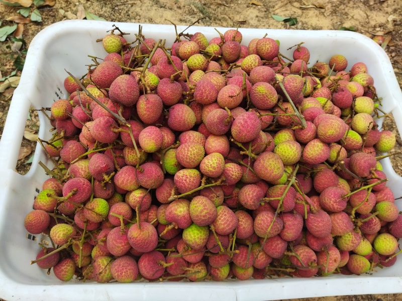 桂花香荔枝一件代发精品海南荔枝对接全国电商商超包邮