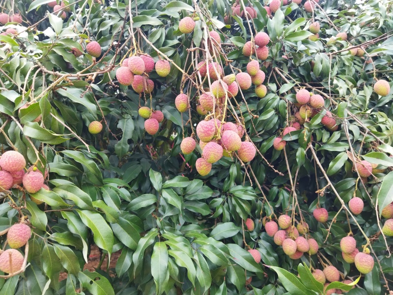 桂花香荔枝一件代发精品海南荔枝对接全国电商商超包邮