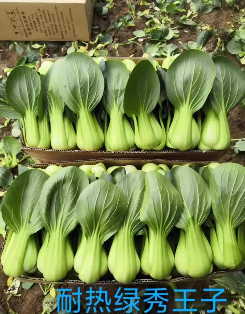 耐热绿秀王子上海青种子，耐热耐寒，束腰，抗病，基地种植