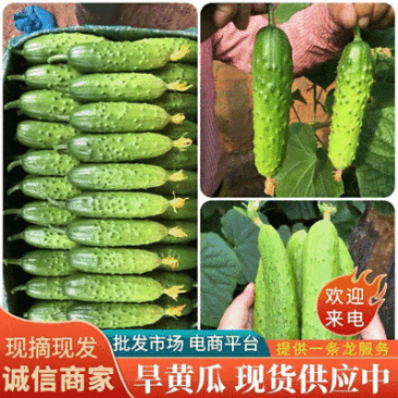 《精选旱黄瓜大量上市中供批发商超电商一条龙服务