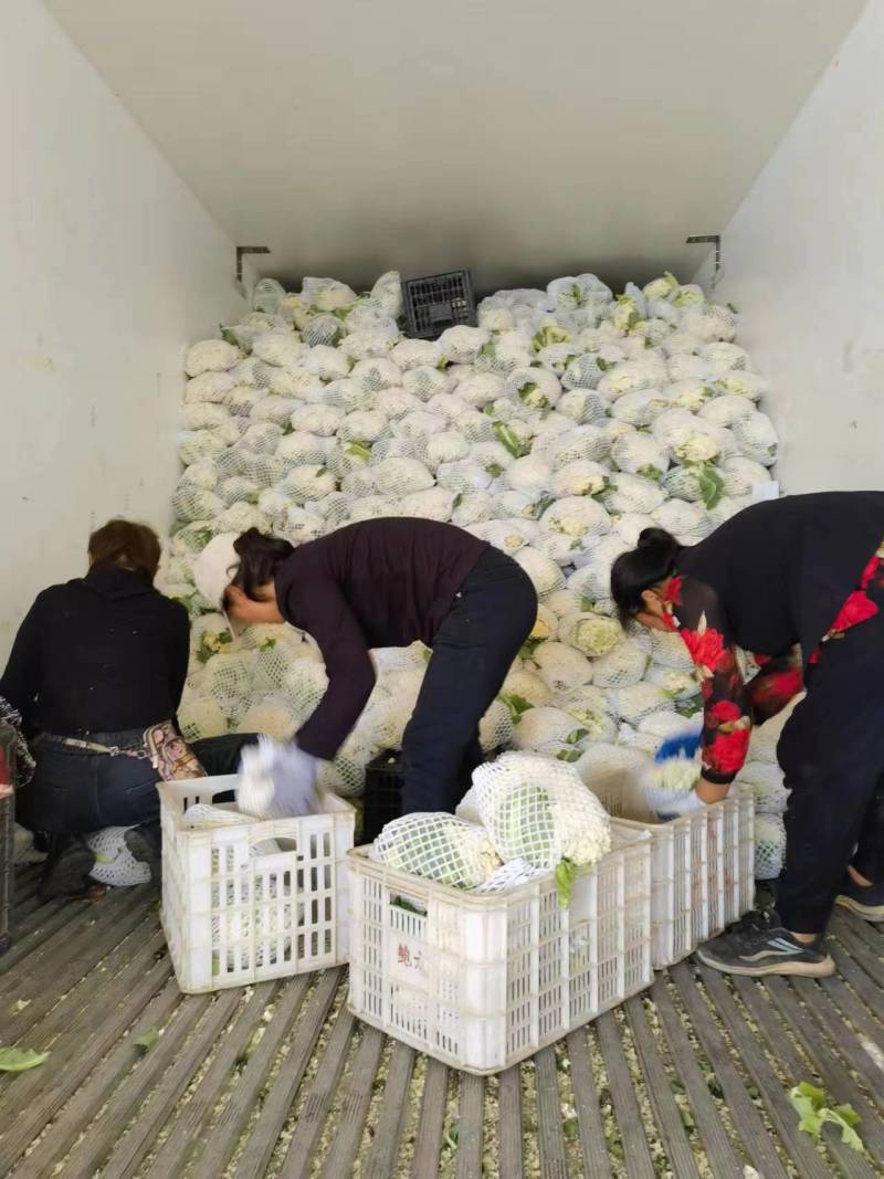 【实力】有机松花菜白面青梗菜花原产地发货梗货源足价格低