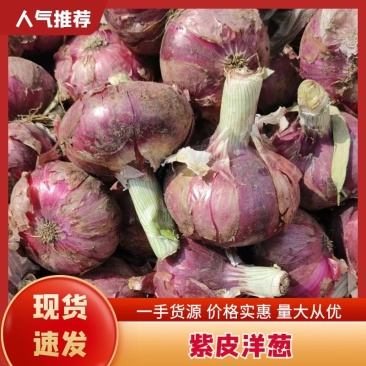 紫皮洋葱优质好货电商货支持包装量大优惠规格齐全