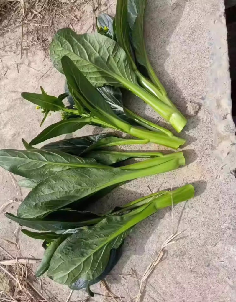 绿明星尖叶80天油青甜菜心种子，尖叶，茎苔粗条，甜脆无渣