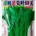 绿明星尖叶80天油青甜菜心种子，尖叶，茎苔粗条，甜脆无渣