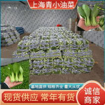 精选《上海青小油菜》基地现货全国发货可常年供应