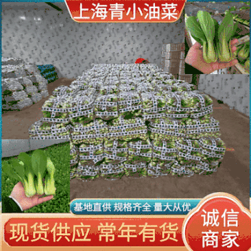 精选《上海青小油菜》基地现货全国发货可常年供应
