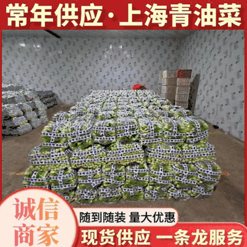 《上海青小油菜》阜阳太和县基地现货常年供应全国发货