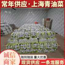 上海青小油菜《浙江》基地现货常年供应全国发货量大