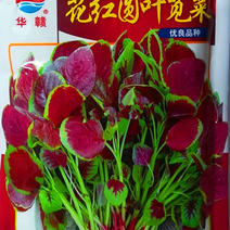 花红圆叶苋菜种子，耐热耐寒，口感清甜，生长快，基地种植