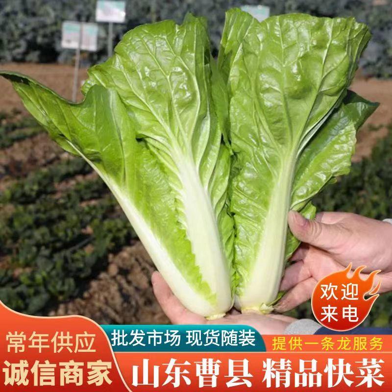 《快菜奶白菜》常年供应山东曹县大量现货供应中