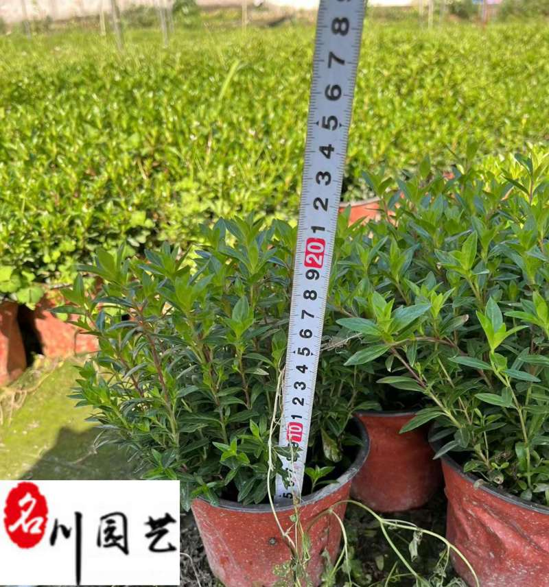 满天星杯苗批发大杯小杯都有成都苗圃基地直销量大优惠