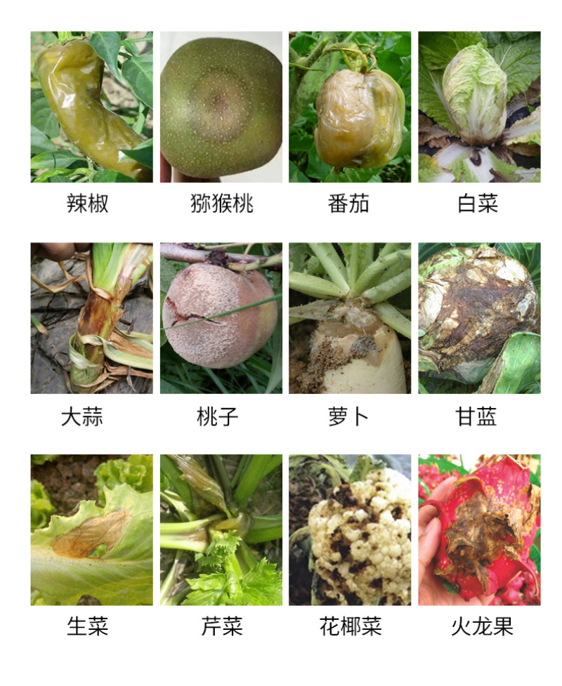 阿逸多软腐净白菜草莓软腐用微生物菌剂蔬菜瓜果通用肥料