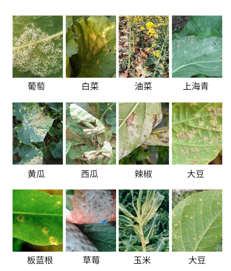 阿逸多霜立净果树蔬菜花卉霜霉专用菌剂微生物菌肥厂家批发