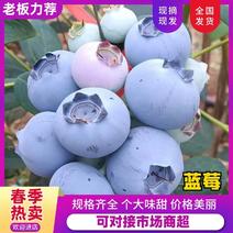 【推荐】天津L25蓝莓，种植基地优选好果，品质有保障