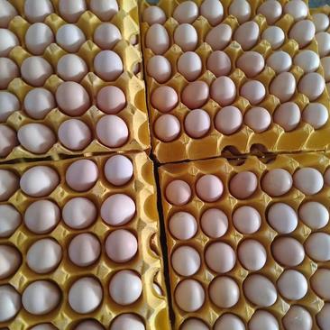 土鸡蛋大量出售旅游蛋，便宜鸡蛋，特价鸡蛋，礼品鸡蛋
