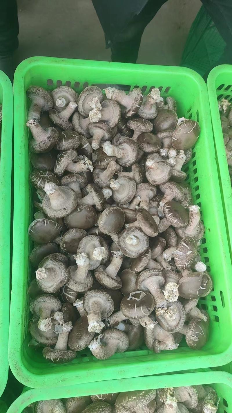 【推荐】平泉0912香菇，价格真实，可视频看货选货，规格齐全